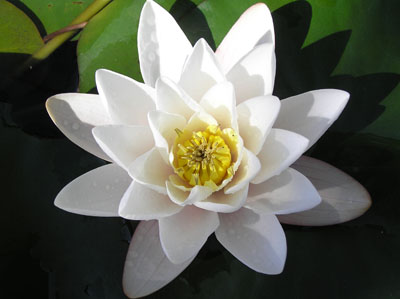 Seerose, Nymphaea spec